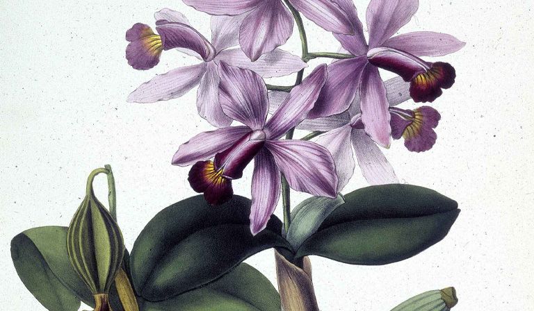 The romance and the tragedy of orchids - Vimarsana News