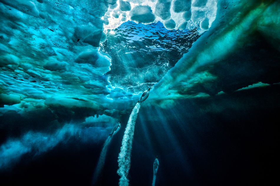 The photographers have travelled the world, including Antarctica. Image: Paul Nicklen