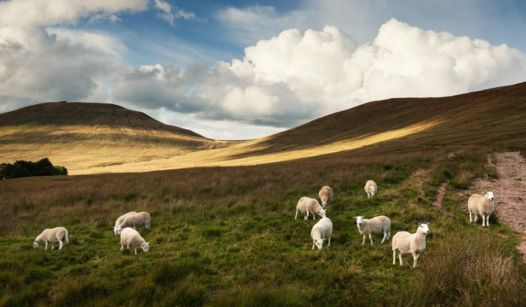While sheep roam a bleak hillside in Wales