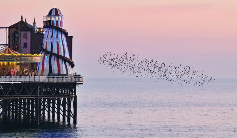 A murmuration of starlings during sunset in Brighton © Eleventh Hour Photography/Alamy Live News