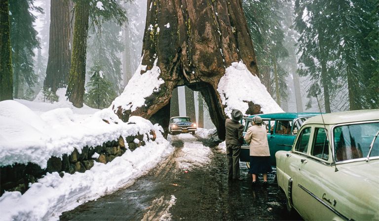 The price of novelty: tourists driving through a man-made tunnel in the famous Wawona Tree in Yosemite National Park, California © Patti McConville / Alamy Stock Photo