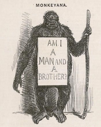 G36KM6 Satire of Charles Darwin. His theory of evoution is satirised as Monkeyana - Am I a man and a brother?         Date: 1861