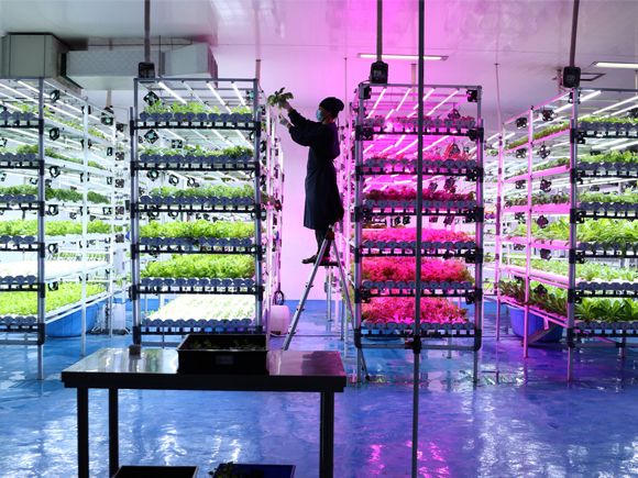 Farmers carry out the maintenance of illuminated vegetable crops