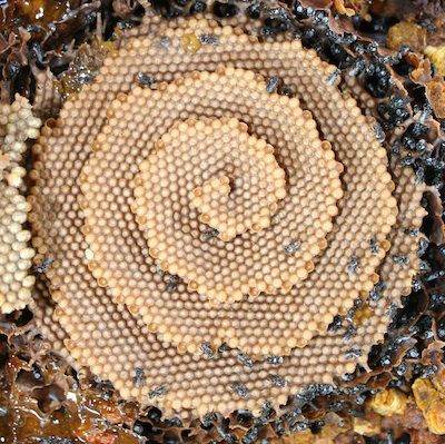 The spiral comb of the Australian stingless bee Tetragonula carbonaria. Image: Tim Heard, The Australian Native Bee Book [http://www.nativebeebook.com.au/].