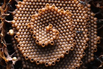 The core of the spiral in a T. carbonaria comb. Image: Tim Heard, The Australian Native Bee Book [http://www.nativebeebook.com.au/].
