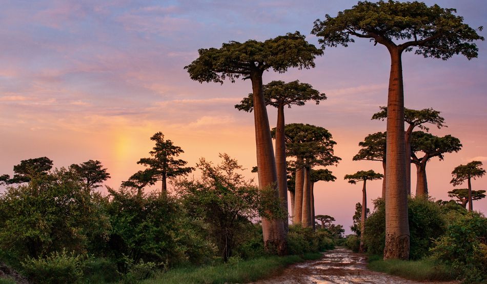 Sunset at the Avenue of the Baobabs, Madagascar. Image: Cristina Mittermeier 