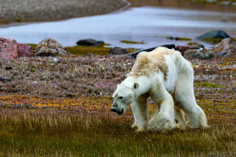 A starving polar bear, captured by Mittermeier in 2017