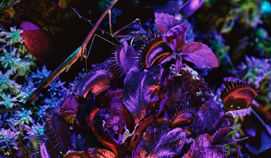 Image: Courtesy of the artist, Jack Shainman Gallery, New York and carlier | gebauer, Berlin/Madrid. © Richard Mosse