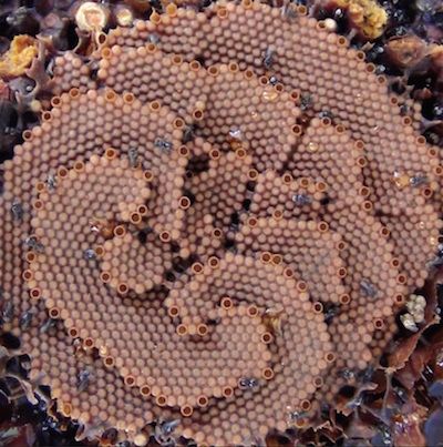A pattern in the comb of . spiral-making rules of comb construction for T. carbonaria