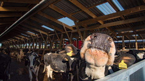 An environmental crime scene? Dairy cows in Bury, Greater Manchester. Image: John Eveson / Alamy