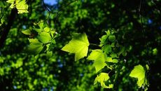 Psychotherapy topic image