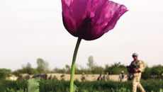 Osama Bin Laden topic image