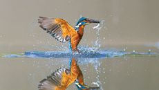 Evolution topic image