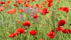 Net Zero topic image