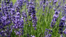 Psychoanalysis topic image